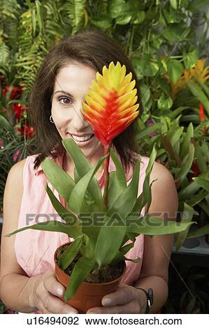 Stock Image - Woman holding tropical plant in greenhouse, (portrait). Fotosearch