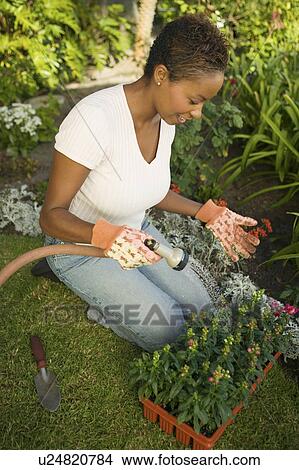 Picture - Woman watering plants in garden, (elevated view). Fotosearch