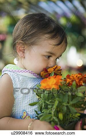 Young girl smelling marigold flowers in plant nursery, close up View Large Photo Image Stock Photograph - Young girl smelling marigold flowers in plant nursery, close up. Fotosearch