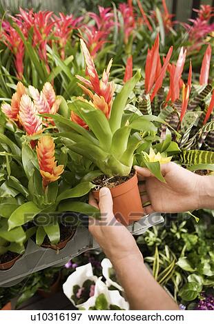 Stock Photo - Young man holding exotic potted plant, close-up of hands. Fotosearch
