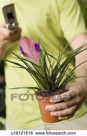 Young man holding exotic potted plant, using mobile phone, close-up of plant, (mid section) View Large Photo Image Stock Photograph - Young man holding exotic potted plant, using mobile phone, close-up of plant, (mid section). Fotosearch