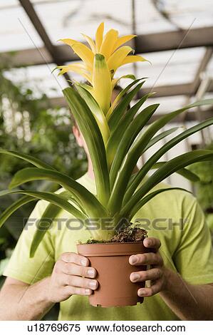 Young man holding exotic potted plant in front of face View Large Photo Image Stock Photography - Young man holding exotic potted plant in front of face. Fotosearch