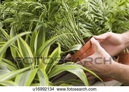 Picture - Young man holding potted plant, close-up of hands. Fotosearch