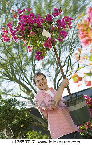 Young man holding small flowering tree in pot in garden centre, smiling View Large Photo Image Stock Photo - Young man holding small flowering tree in pot in garden centre, smiling. Fotosearch