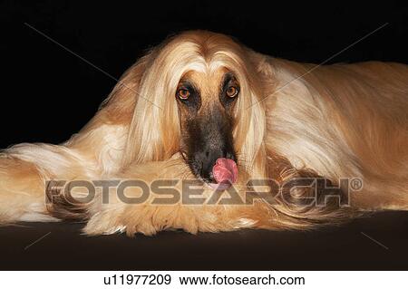 Afghan hound lying down View Large Photo Image Stock Photo - Afghan hound lying down. Fotosearch
