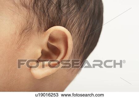 Baby Boy's Ear View Large Photo Image Stock Image - Baby Boy's Ear. Fotosearch