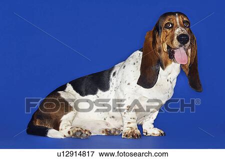 Basset hound, sitting, tongue out View Large Photo Image Stock Photo - Basset hound, sitting, tongue out. Fotosearch