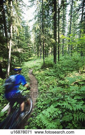Biker riding on forest trail View Large Photo Image Stock Image - Biker riding on forest trail. Fotosearch