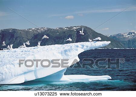 Birds landing on iceberg View Large Photo Image Stock Photography - Birds landing on iceberg. Fotosearch