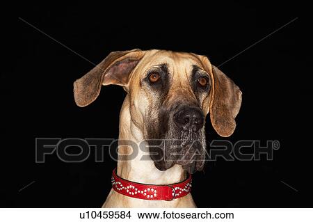 Picture - Brazilian mastiff (Fila brasileiro), close-up. Fotosearch