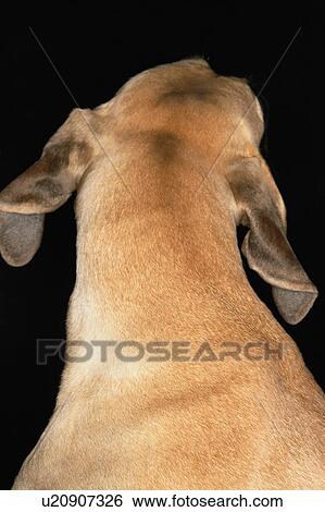 Brazilian mastiff (Fila brasileiro), close-up, back view View Large Photo Image Stock Photograph - Brazilian mastiff (Fila brasileiro), close-up, back view. Fotosearch