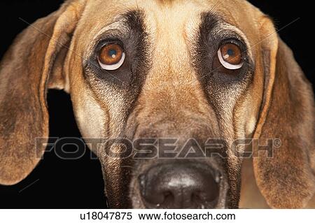 Brazilian mastiff (Fila brasileiro), close-up View Large Photo Image Stock Photography - Brazilian mastiff (Fila brasileiro), close-up. Fotosearch