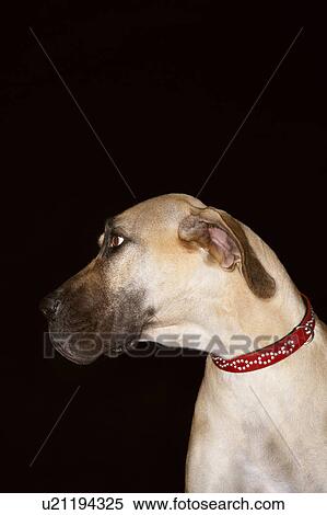 Brazilian mastiff (Fila brasileiro), close-up View Large Photo Image Stock Photography - Brazilian mastiff (Fila brasileiro), close-up. Fotosearch