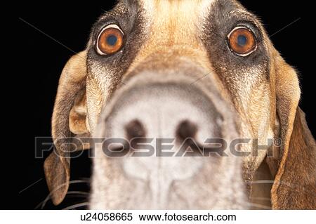 Stock Photography - Brazilian mastiff (Fila Brasileiro), close-up. Fotosearch