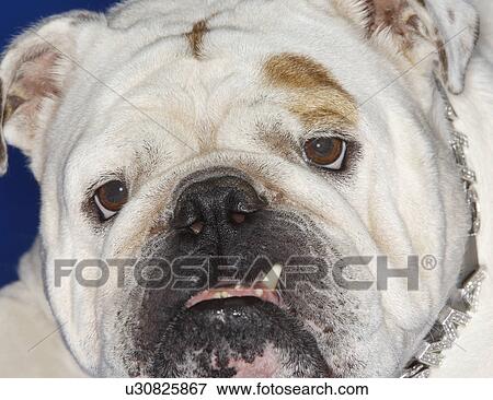 Stock Photo - Bulldog, close-up. Fotosearch