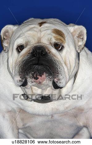 Stock Photograph - Bulldog, close-up. Fotosearch