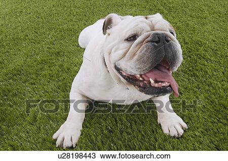 Bulldog lying in grass with head up View Large Photo Image Stock Image - Bulldog lying in grass with head up. Fotosearch