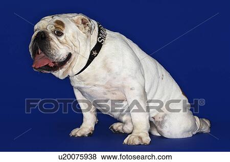 Stock Photo - Bulldog, sitting, side view. Fotosearch