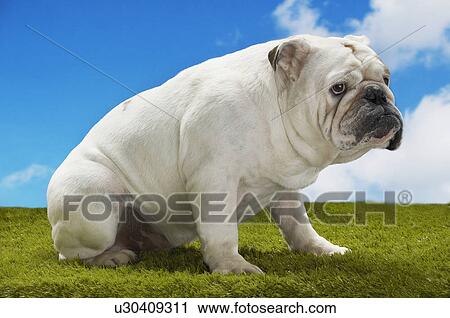 Bulldog, sitting View Large Photo Image Stock Image - Bulldog, sitting. Fotosearch
