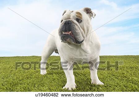 Stock Image - Bulldog standing. Fotosearch