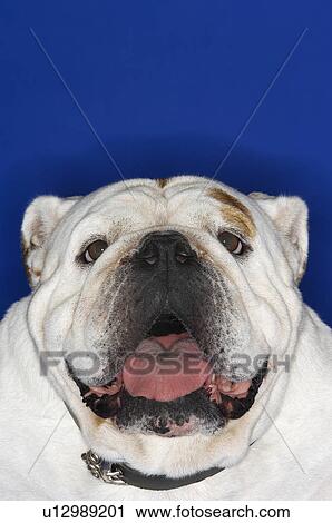 Stock Image - Bulldog with open mouth, close-up. Fotosearch