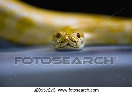 Stock Image - Burmese Albino Python in Southeast Asia, Malaysia. Fotosearch