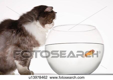Stock Image - Cat looking at goldfish in a fishbowl, side view. Fotosearch