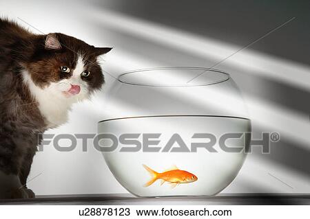 Stock Image - Cat looking at goldfish in fishbowl. Fotosearch