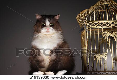 Stock Image - Cat sitting next to empty birdcage. Fotosearch
