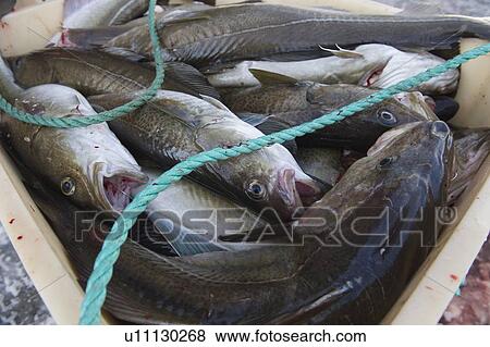 Stock Photo - Catch of fish, Norway. Fotosearch