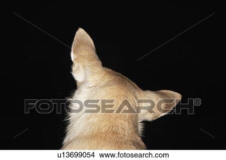 Chihuahua, close-up, back view View Large Photo Image Picture - Chihuahua, close-up, back view. Fotosearch