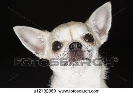 Chihuahua, close-up View Large Photo Image Stock Photo - Chihuahua, close-up. Fotosearch