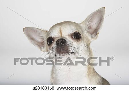 Chihuahua, close-up View Large Photo Image Stock Photo - Chihuahua, close-up. Fotosearch
