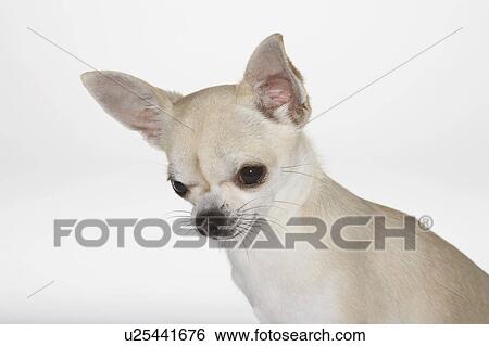 Stock Photograph - Chihuahua, close-up. Fotosearch