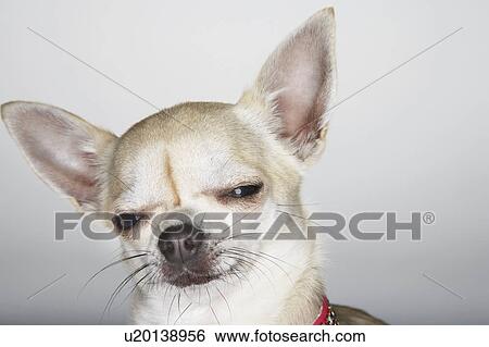 Chihuahua, eyes half-closed, close-up View Large Photo Image Stock Photograph - Chihuahua, eyes half-closed, close-up. Fotosearch