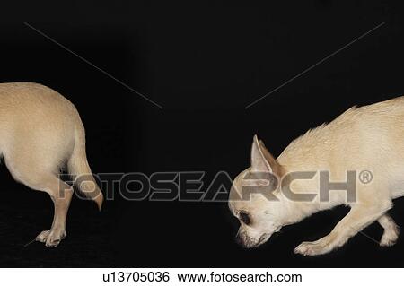 Chihuahua following another Chihuahua View Large Photo Image Stock Photograph - Chihuahua following another Chihuahua. Fotosearch