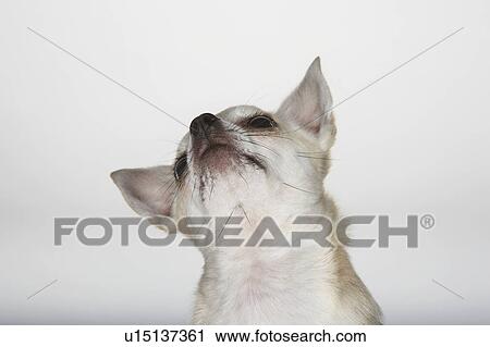 Chihuahua looking up, close-up View Large Photo Image Stock Image - Chihuahua looking up, close-up. Fotosearch
