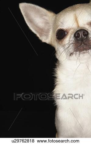 Chihuahua, sitting, close-up View Large Photo Image Stock Photo - Chihuahua, sitting, close-up. Fotosearch