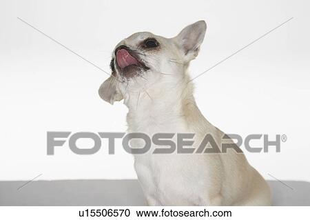 Stock Image - Chihuahua sitting looking up, licking nose. Fotosearch