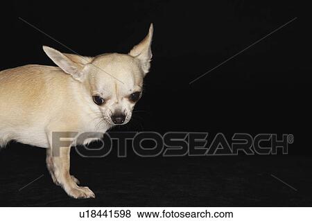 Stock Photo - Chihuahua standing, looking down. Fotosearch