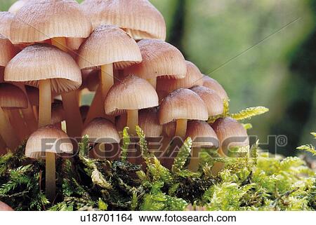 Clump of Mushrooms View Large Photo Image Picture - Clump of Mushrooms. Fotosearch