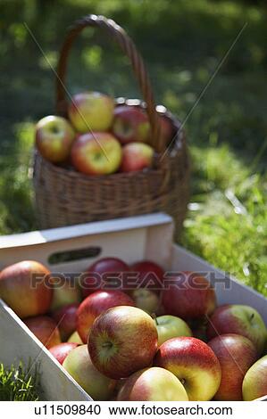 Stock Image - Crate and basket of apples on grass. Fotosearch
