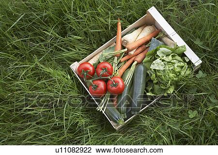 Crate of fresh vegetables on grass, view from above View Large Photo Image Stock Image - Crate of fresh vegetables on grass, view from above. Fotosearch
