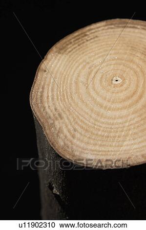Stock Image - Cross Section of Tree Trunk. Fotosearch