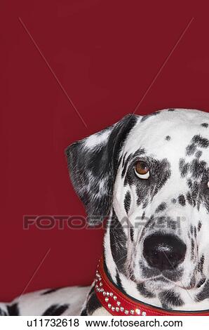 Stock Photo - Dalmatian, looking up, close-up. Fotosearch