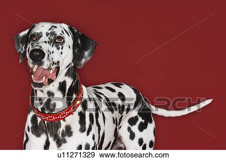 Stock Photo - Dalmatian, standing, looking up, mouth open. Fotosearch