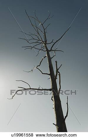 Stock Photo - Dead tree against clear blue sky. Fotosearch