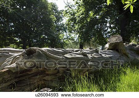 Dead Tree View Large Photo Image Stock Image - Dead Tree. Fotosearch