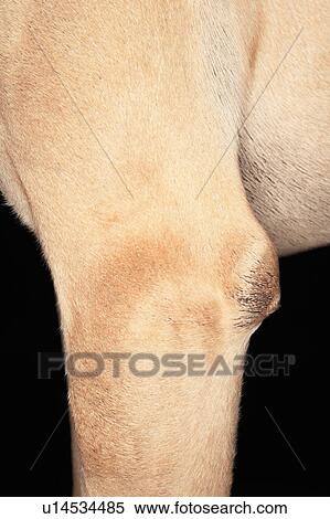 Stock Photography - Dog, detail, upper leg. Fotosearch