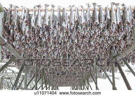 Dried cod stockfish in Loftofen, Norway for export to Italy View Large Photo Image Picture - Dried cod stockfish in Loftofen, Norway for export to Italy. Fotosearch